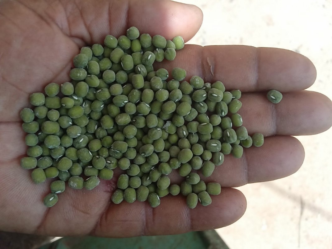 Green Grams from Kenya
