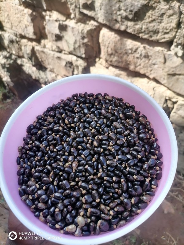 Black castor beans seeds from Kenya