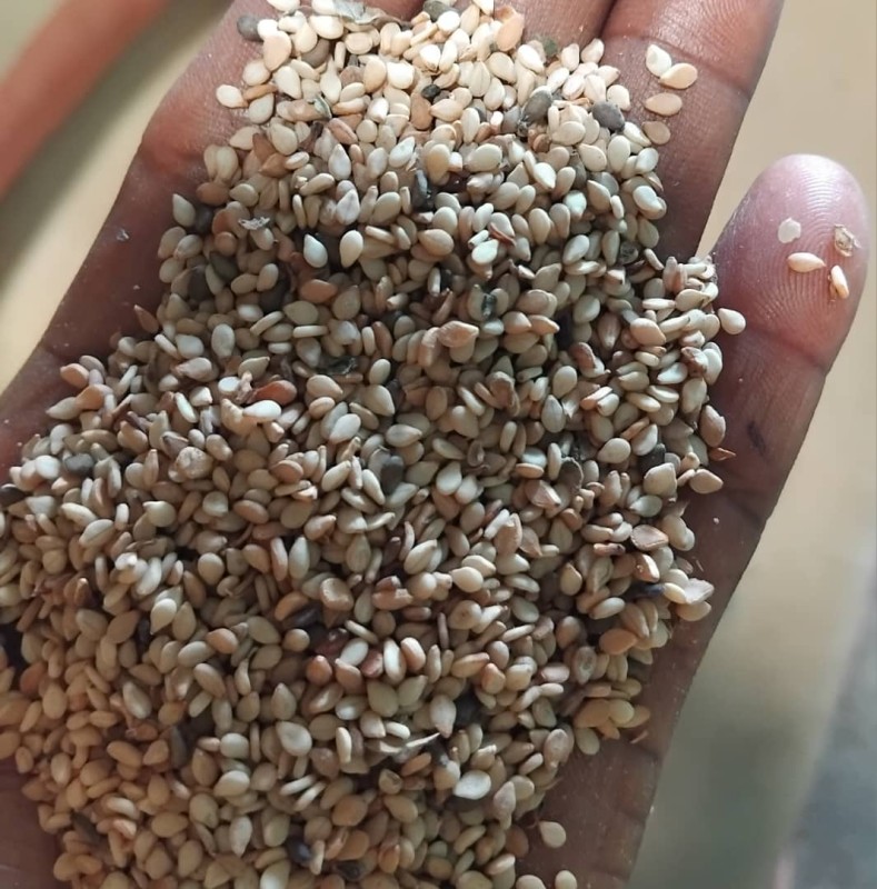 Whittesh sesame seeds from Kenya