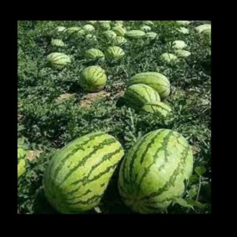 Water Mellon sukari f1 from Kenya