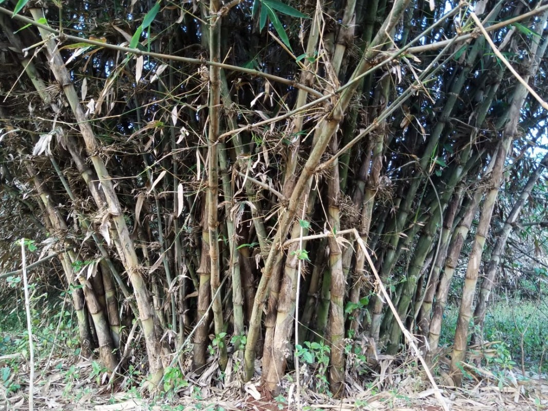 Solid Bamboo(Oxytenanthera (oxythera) Abyssinica) from Kenya