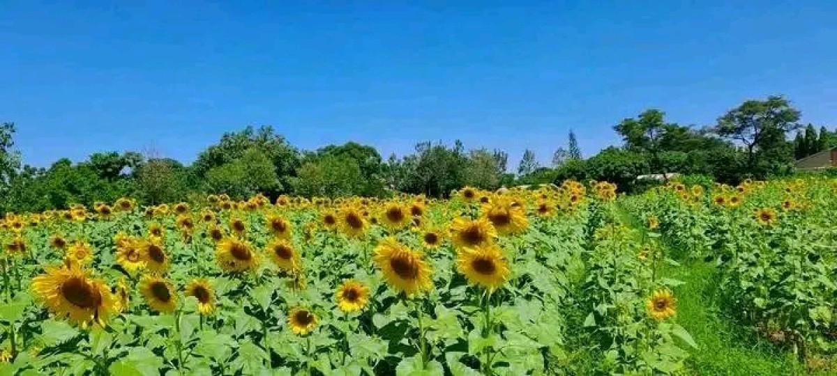 Sunflower oil and seeds from Kenya