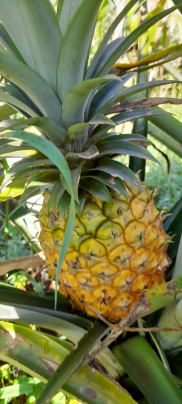 Pineapples from Kenya