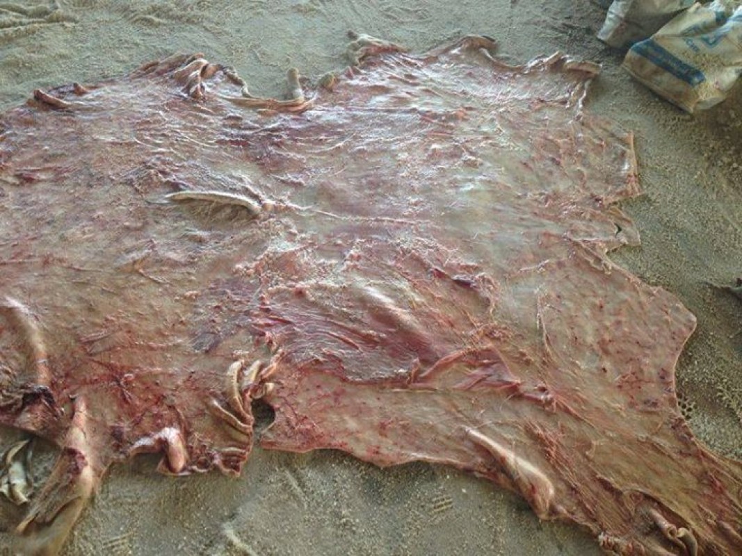 Goat Skin from Kenya