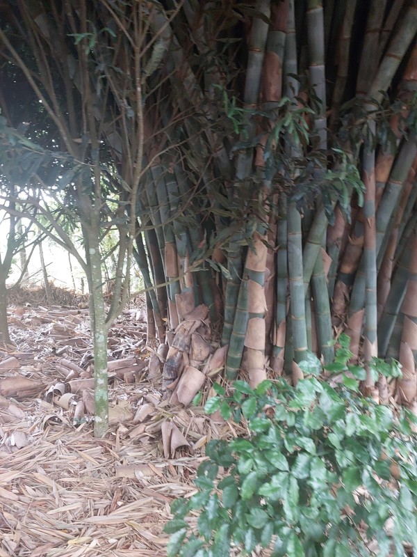 Bamboo from Kenya
