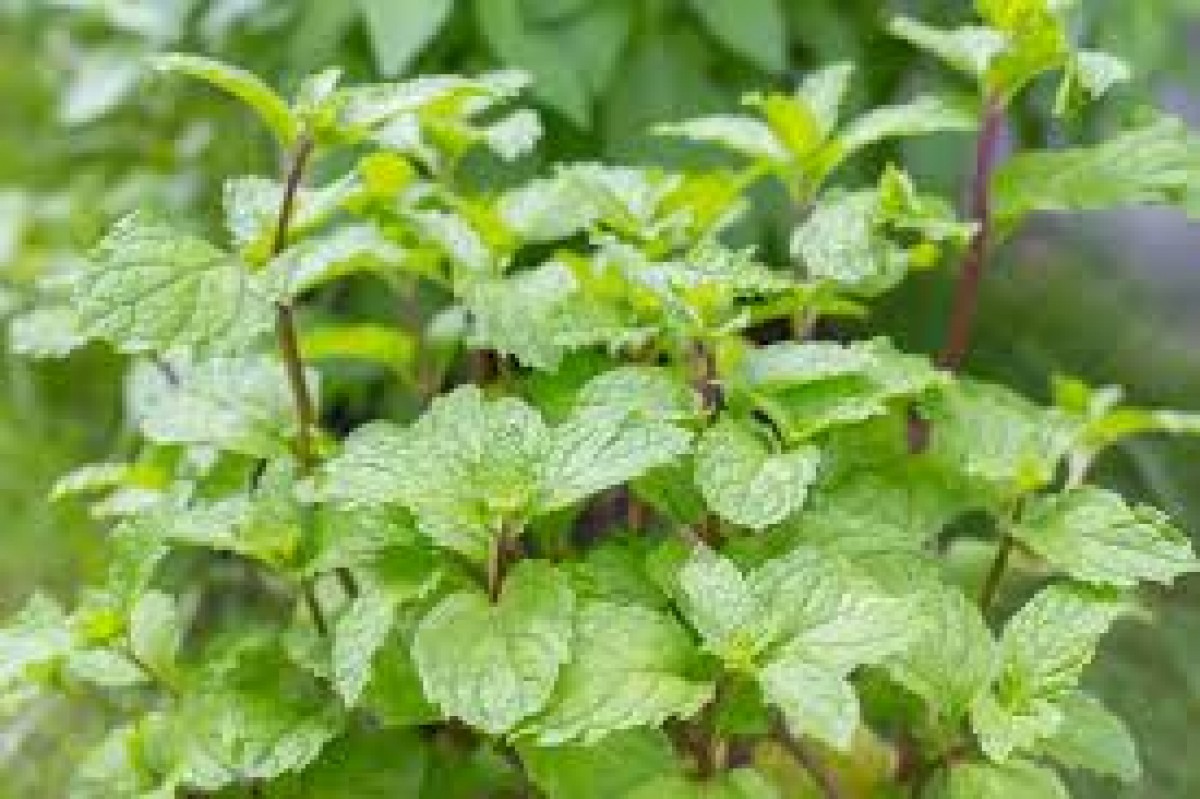 Peppermint from Kenya