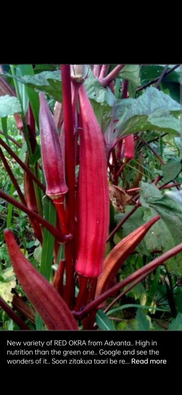 okra from Kenya