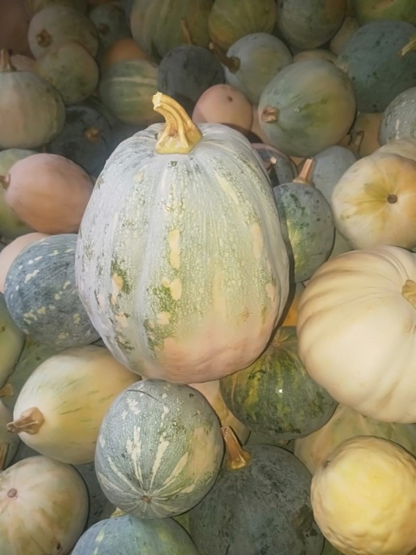 Pumkin from Kenya