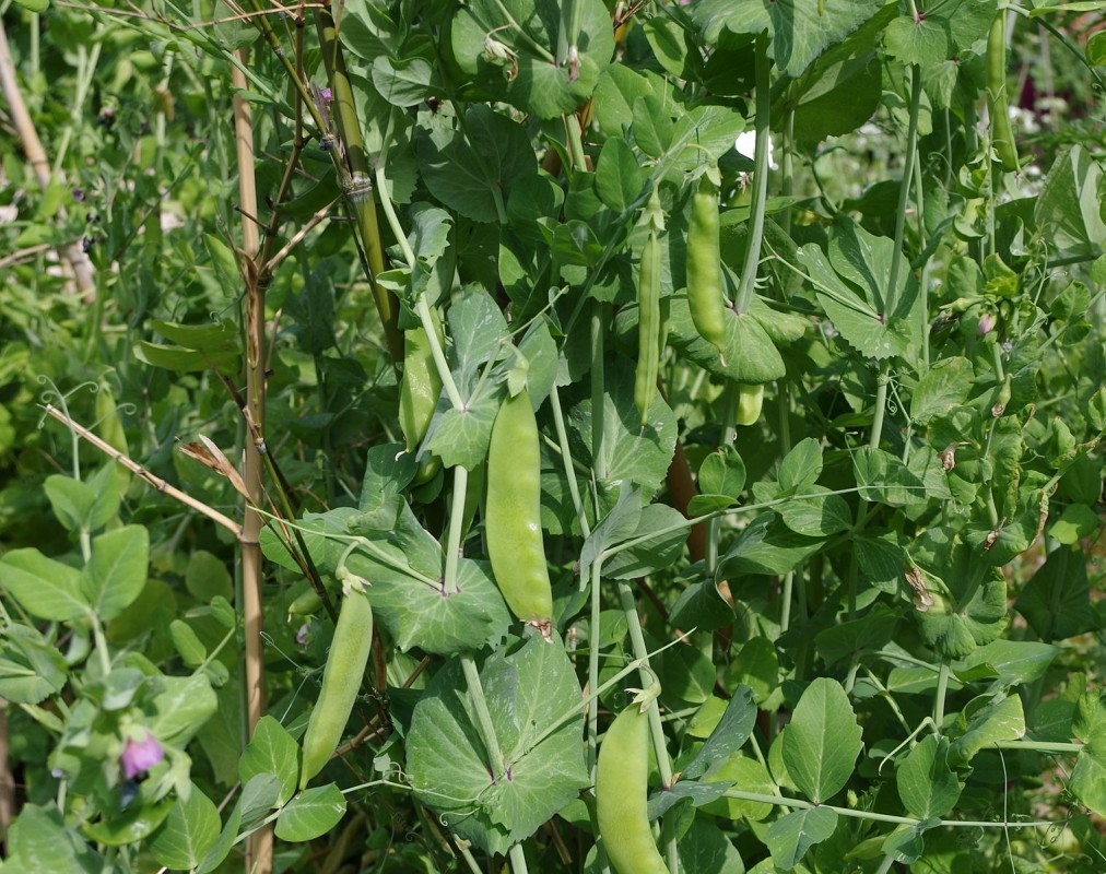 peas from Kenya