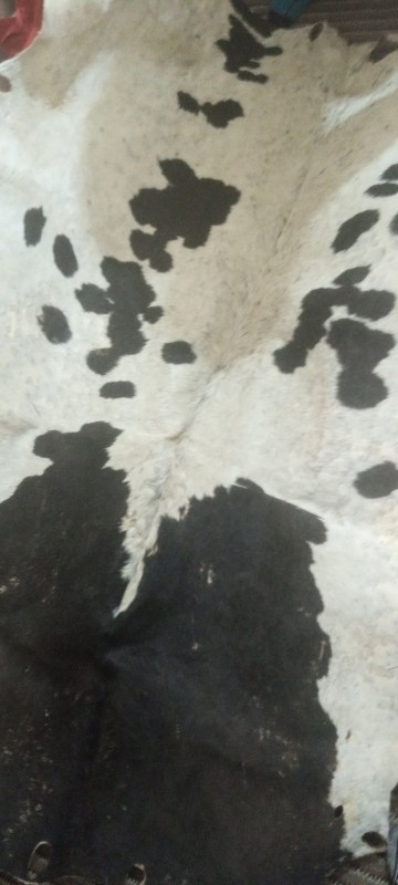 Cow leather from Kenya