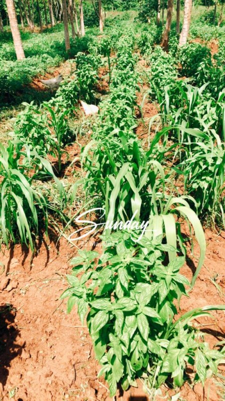 Kenyan Basil from Kenya