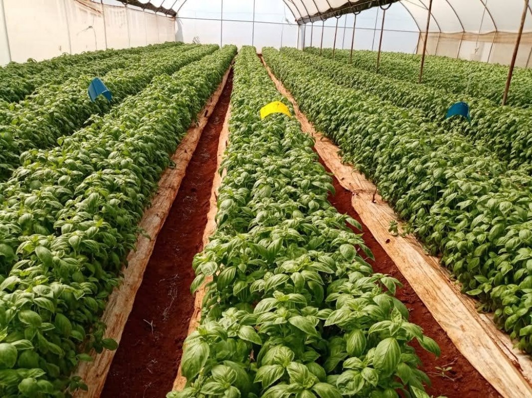 Basil from Kenya