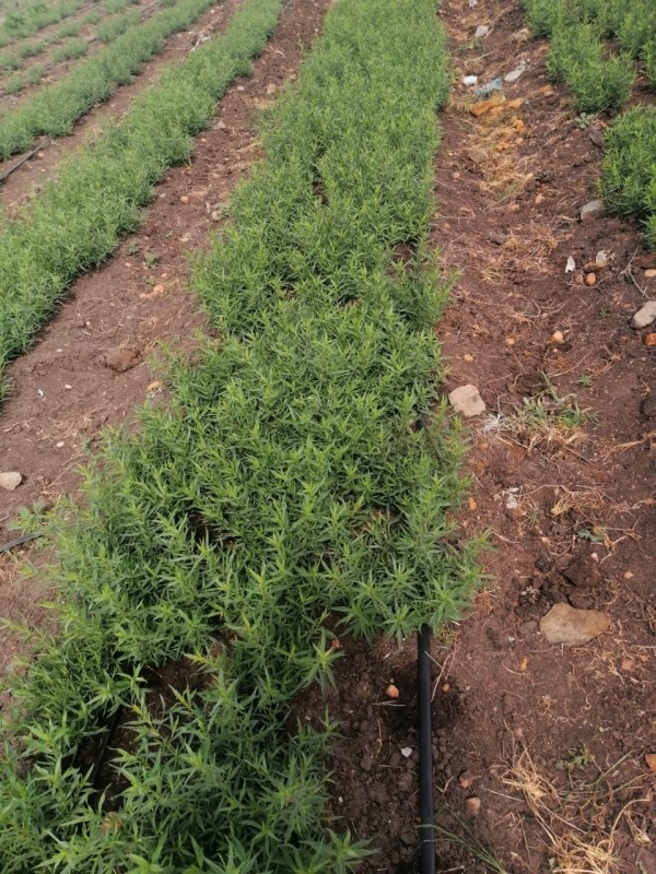 Tarragon from Kenya