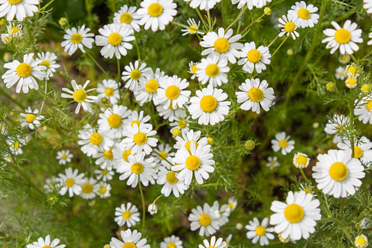 german chamomile from Kenya