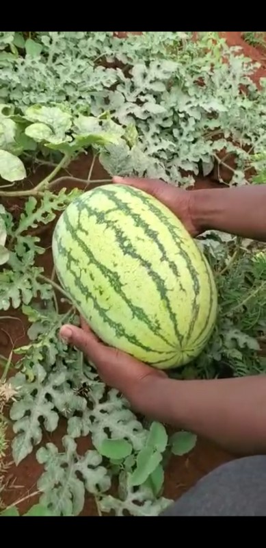 Watermelon from Kenya