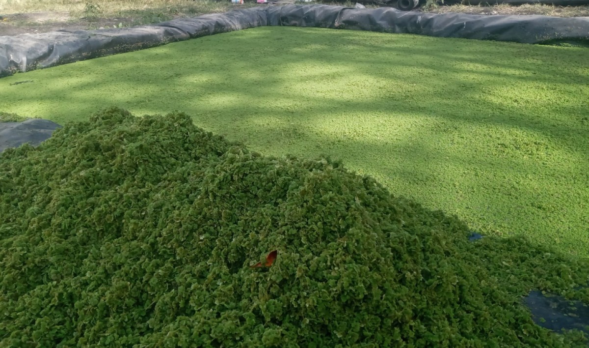 Azolla seeds from Kenya