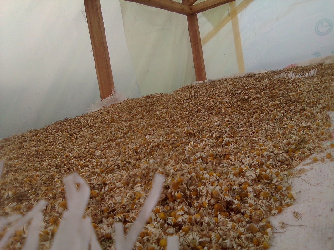 Chamomile tea flowers from Kenya