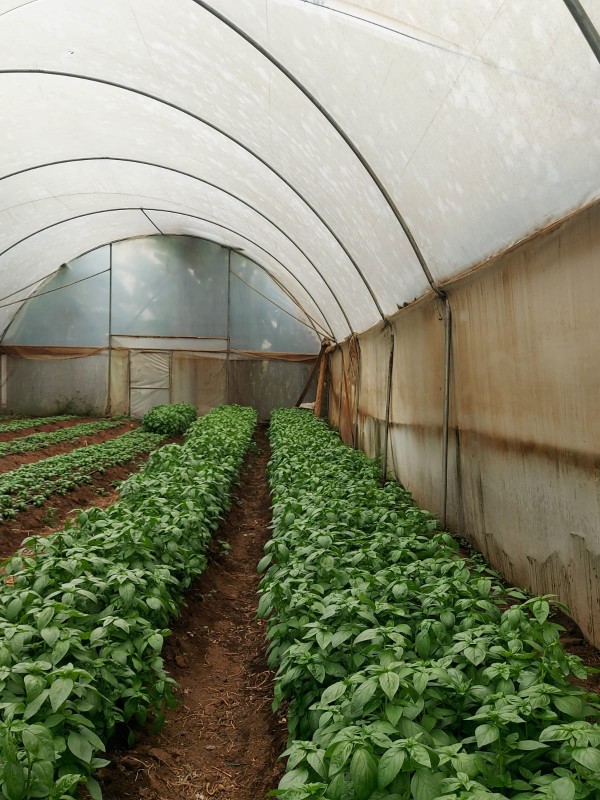 Basil from Kenya