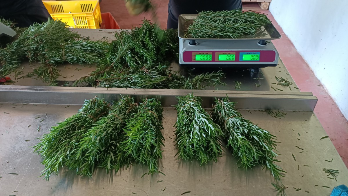 Rosemary from Kenya