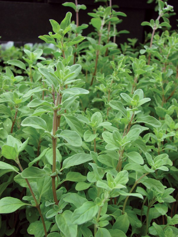 Majoran - Origanum majorana from Kenia