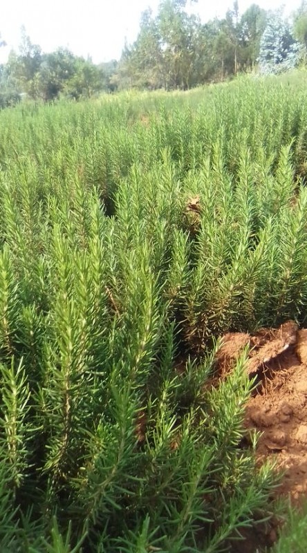 FRESH ROSEMARY HERBS from Kenya