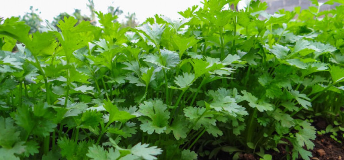 Coriander leaves from Kenya