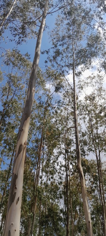 South African Improved Eucalyptus trees from Kenya