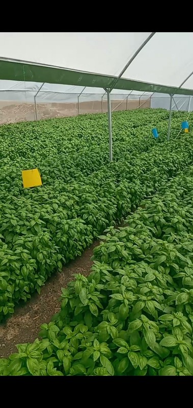 Basil from Kenya