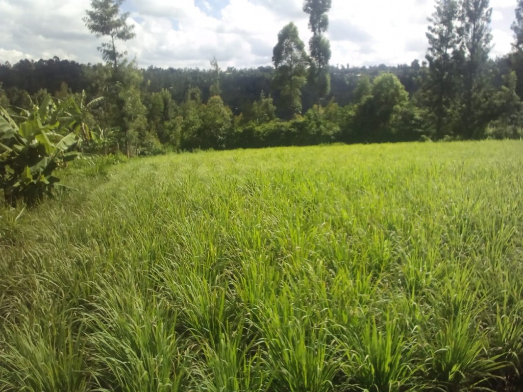 Lemon grass from Kenya