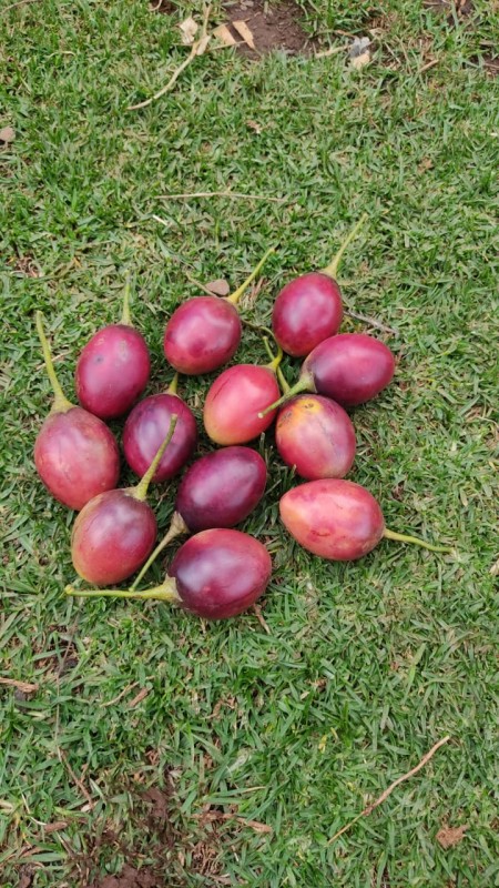 Tree tomato fruits from Kenya
