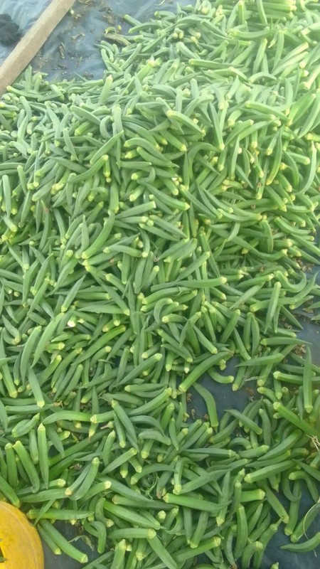 Okra from Kenya