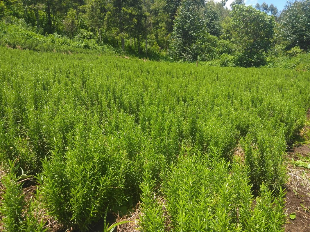 Rosemary from Kenya