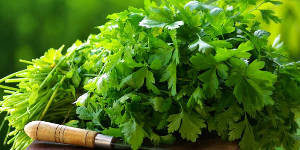 Fresh Coriander from Kenya