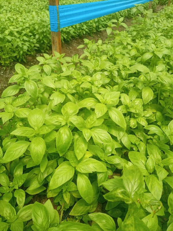 BASIL from Kenya