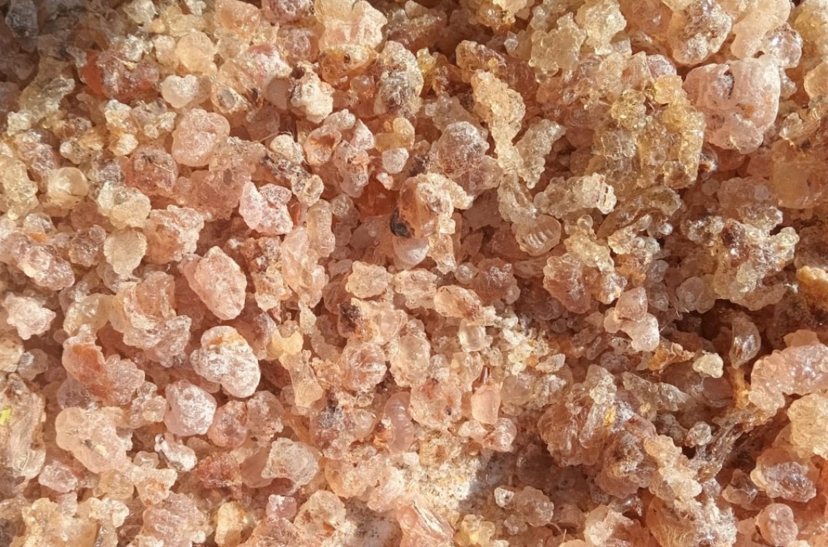 Grade 1 Gum Arabic(Acacia  Senegal) from Kenya