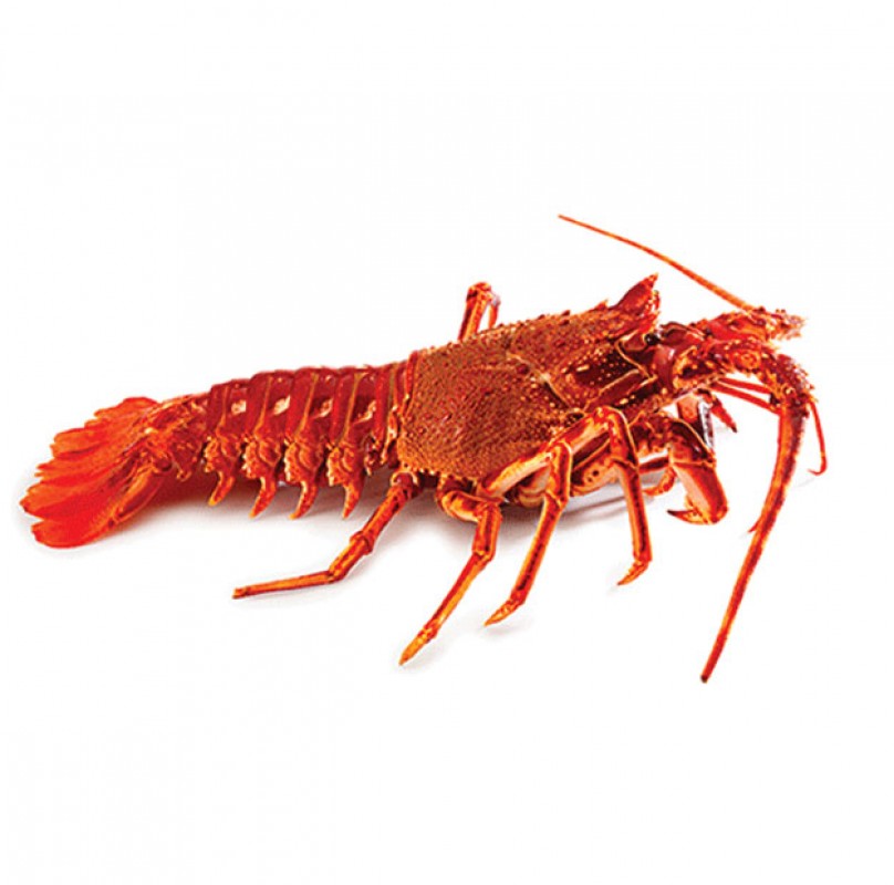 Red lobster from Comoros