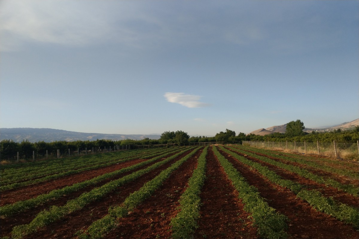 Frische Tomaten aus dem Libanon. 100% natürlich from Libanon