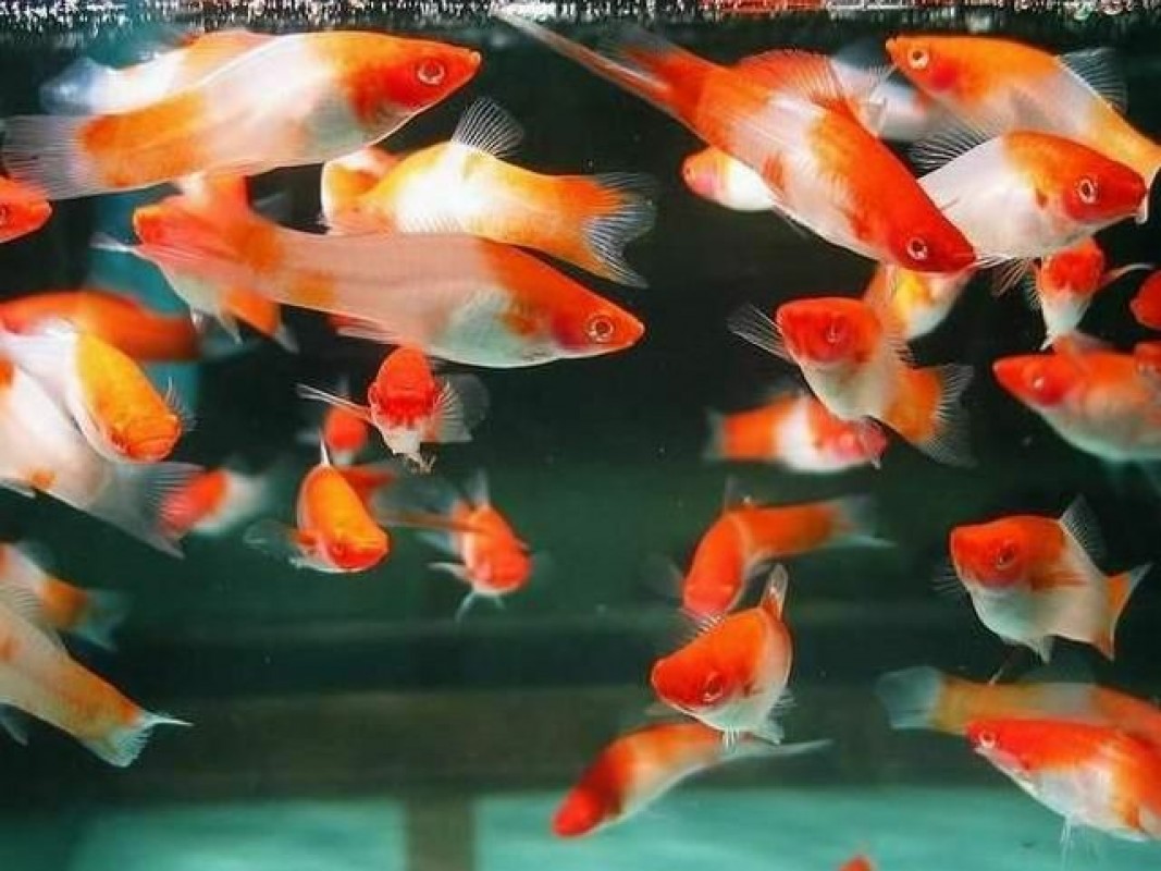 Queue d'épée Kohaku à œil rouge from Sri Lanka