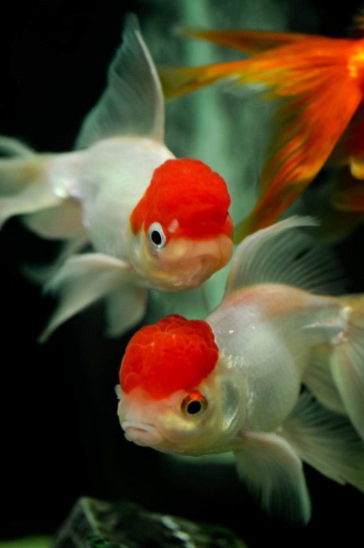 Poisson rouge oranda à calotte rouge from Sri Lanka