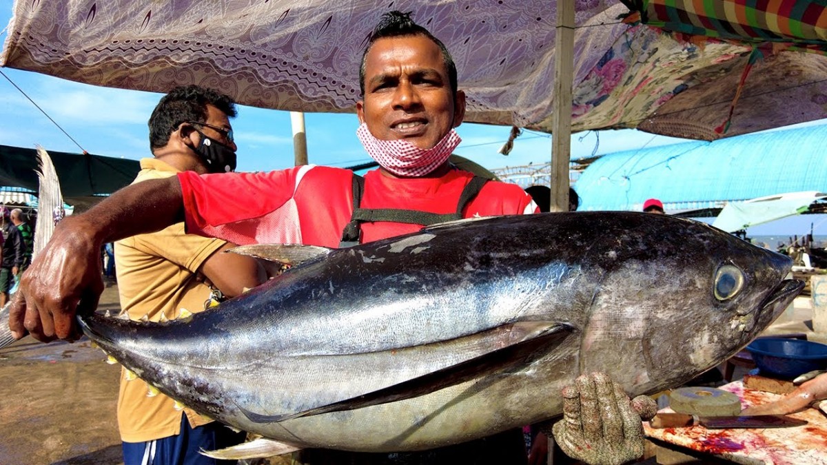 Fresh Tuna fish from Sri Lanka