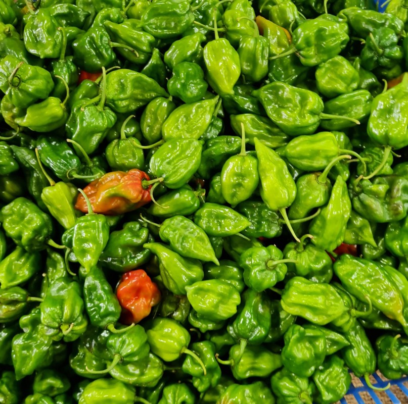 scotch bonnet pepper from Sri Lanka