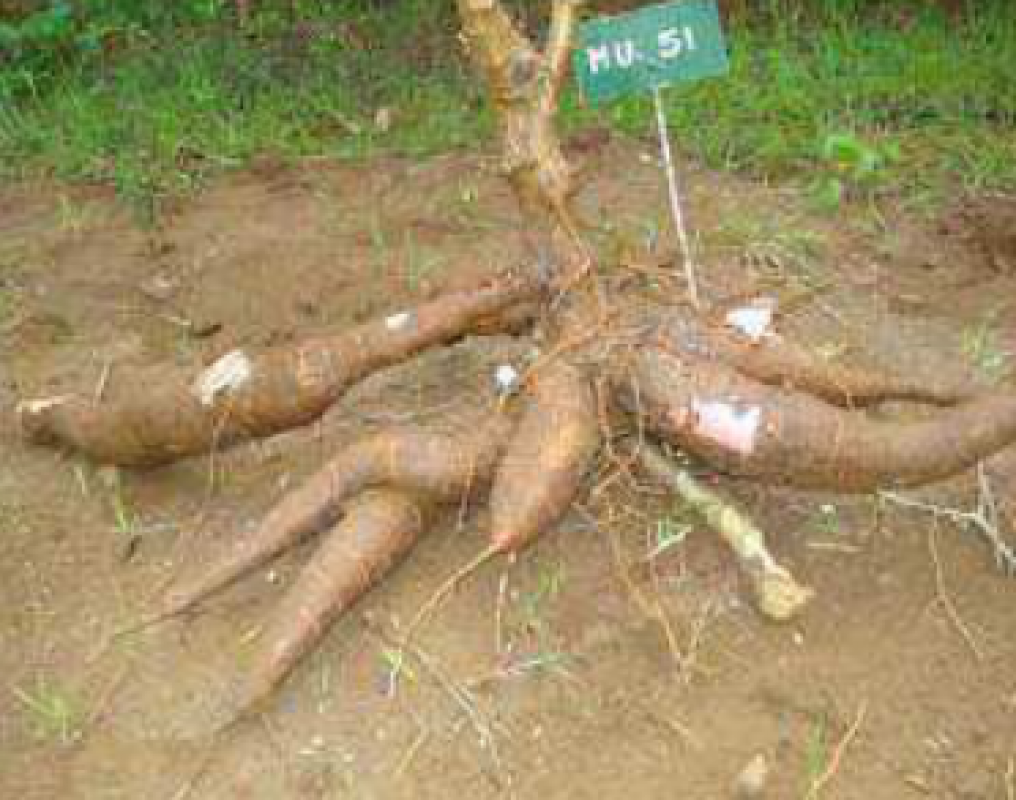 Cassava from Sri Lanka