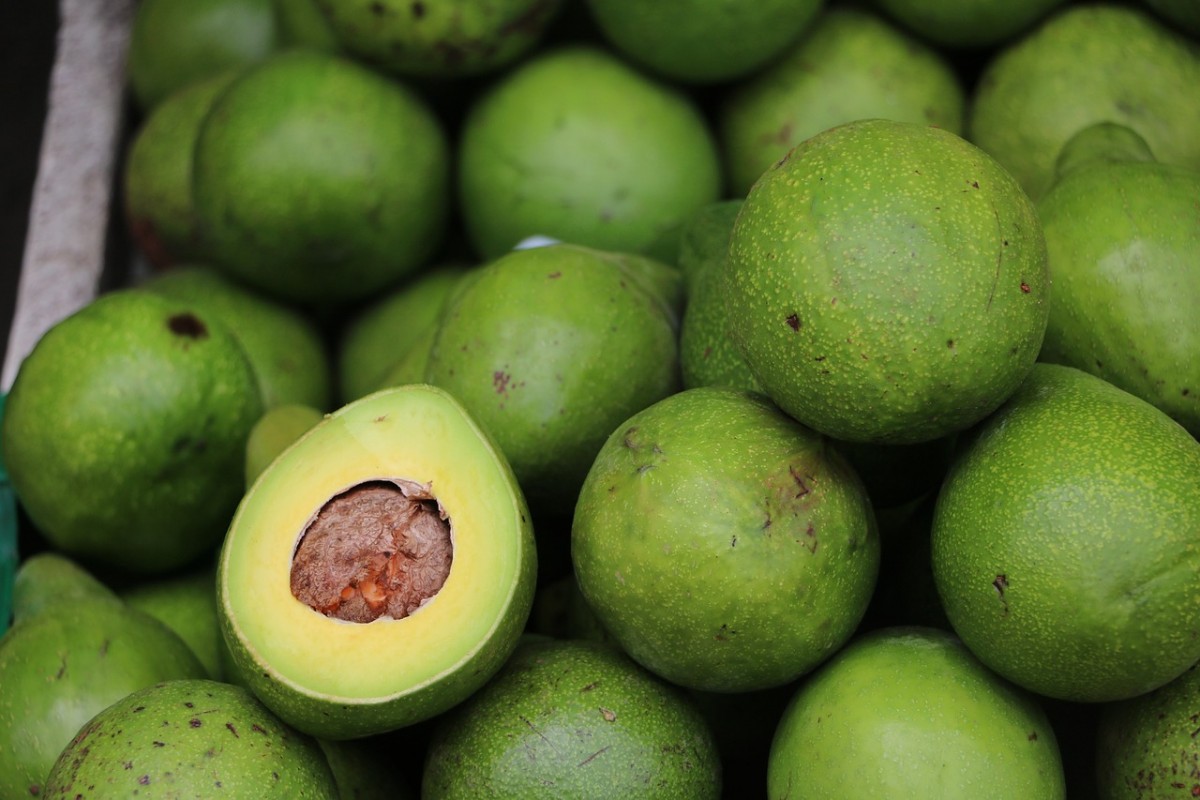 avocados from Sri Lanka