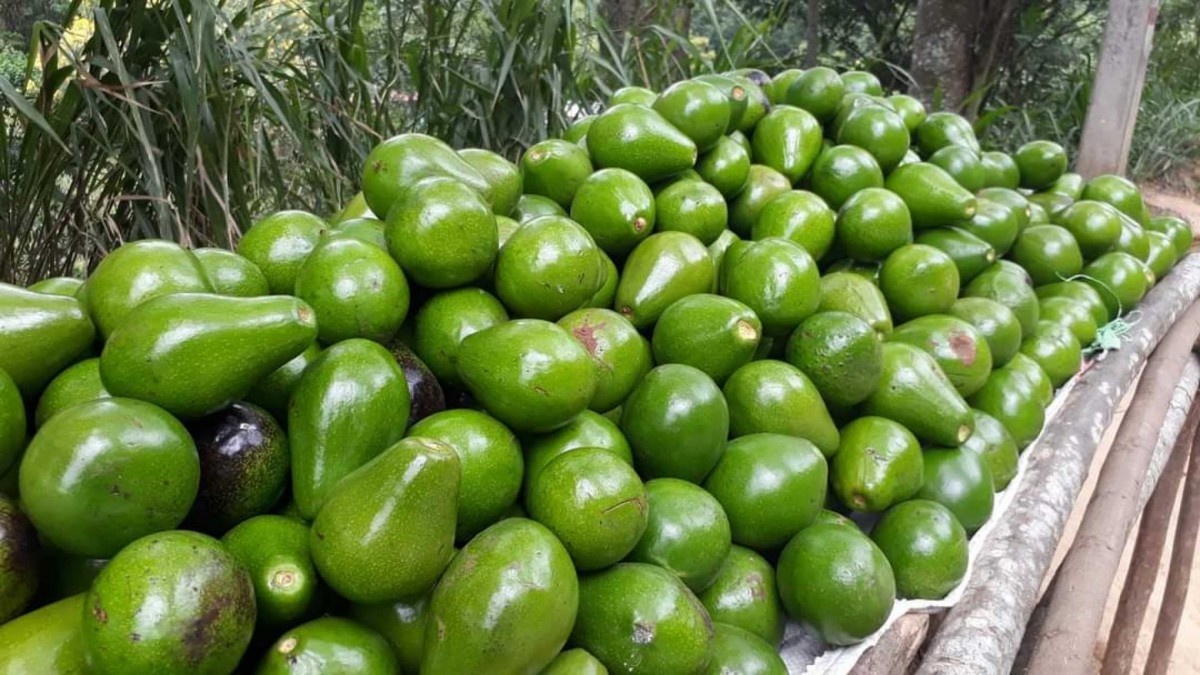 Avocados from Sri Lanka from Sri Lanka