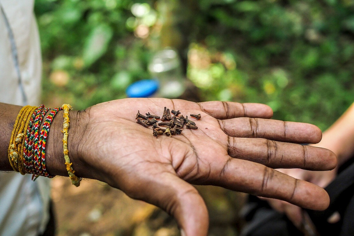 Ceylon Cloves from Sri Lanka