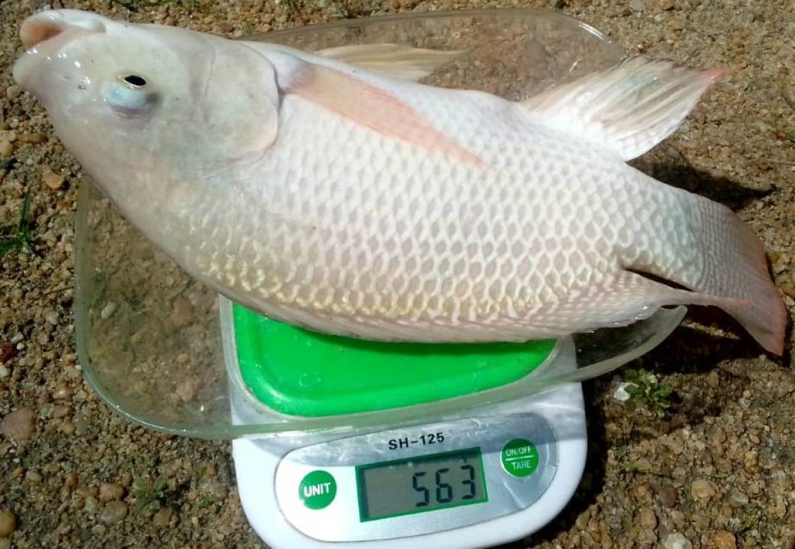 Tilapia  (Oreochromis Nilotica) from Liberia
