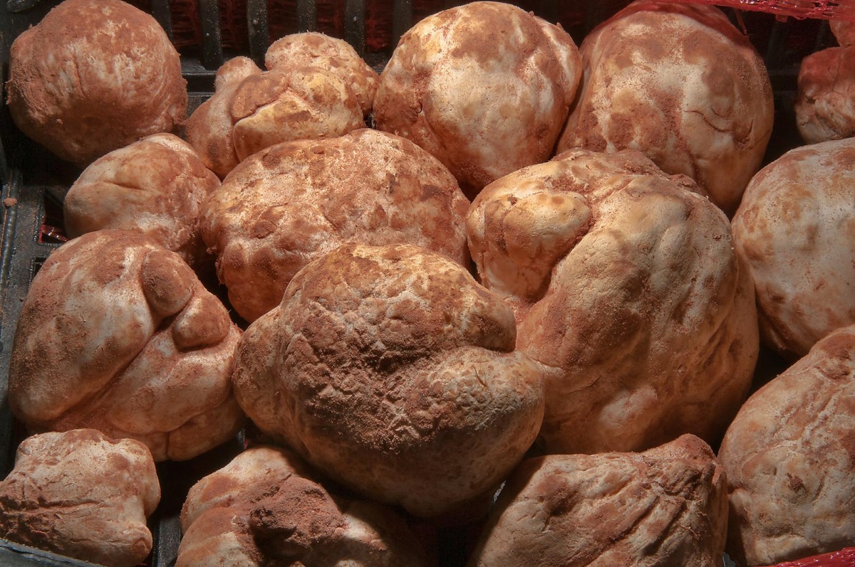 Truffles from Libya