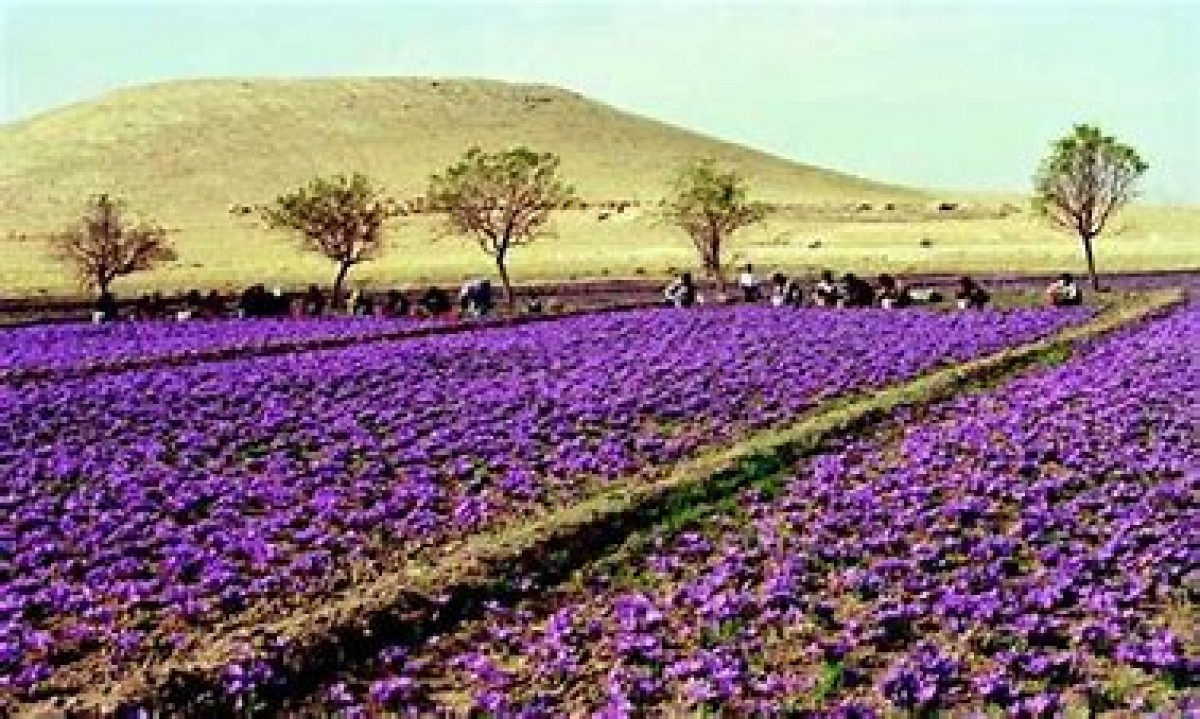 Saffron from Morocco