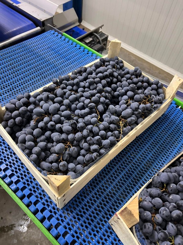 Grapes from Moldova