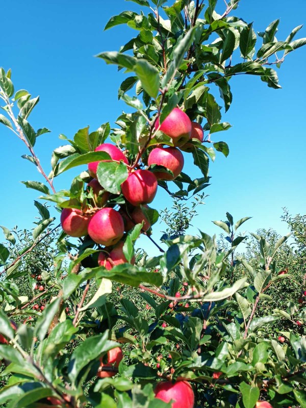 Apple from Moldova
